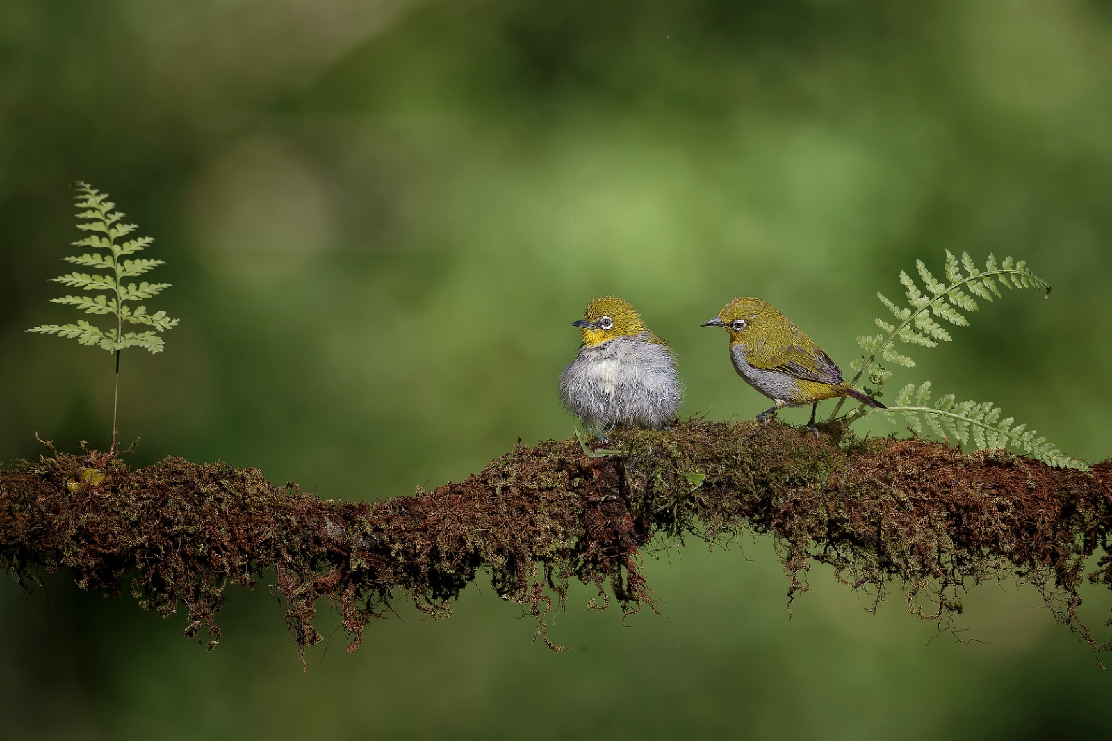 Pair of Oriental White-Eye Birds