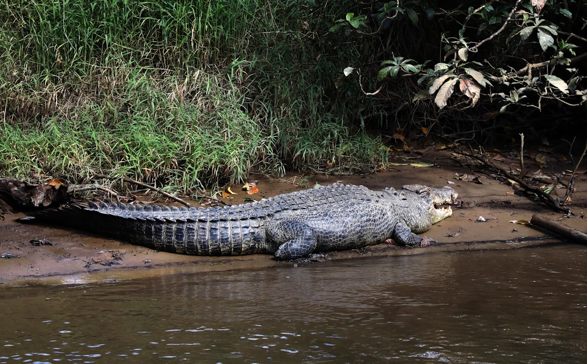 Crocodile Point Jim Corbett