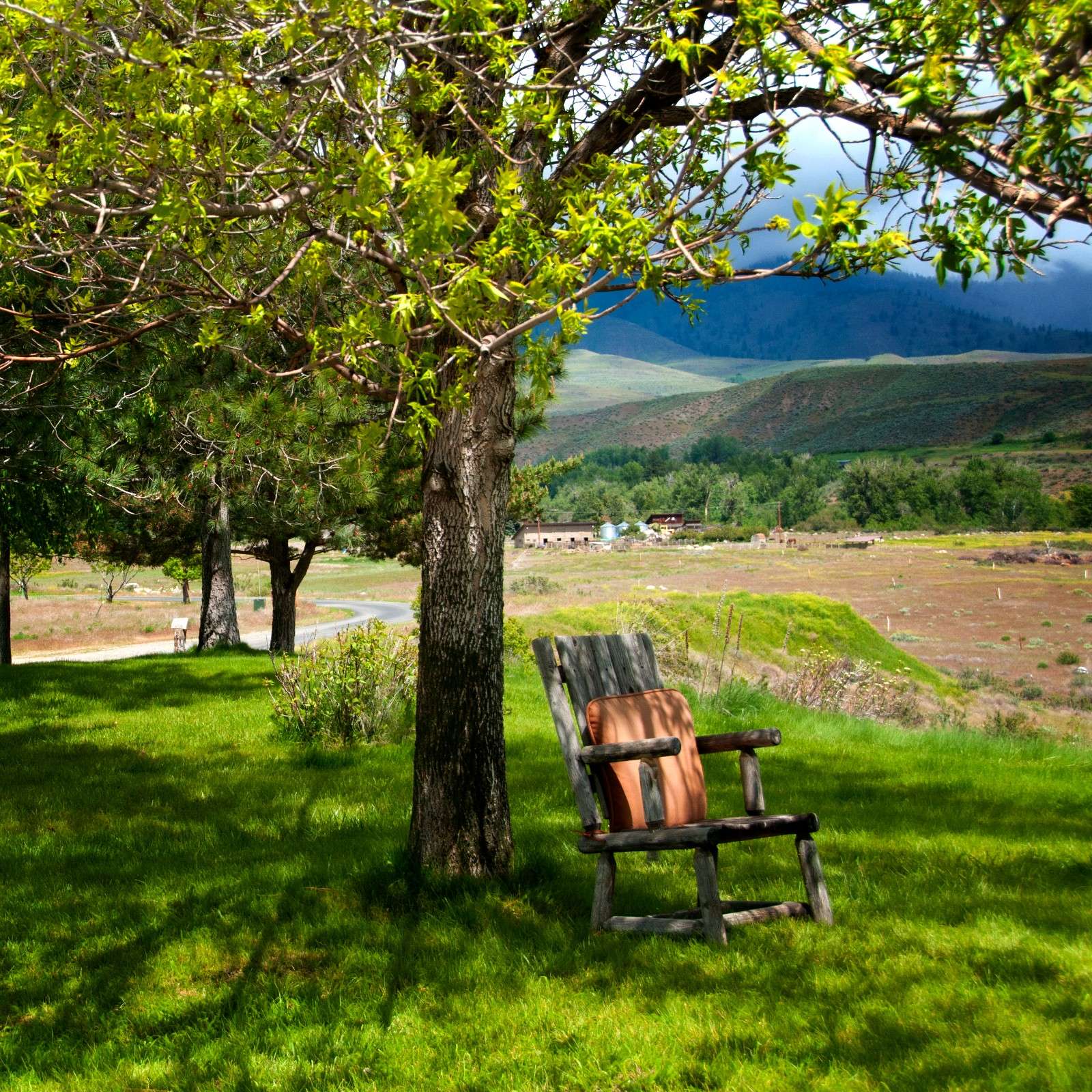 Panoramic Meadow & Tree Terrace