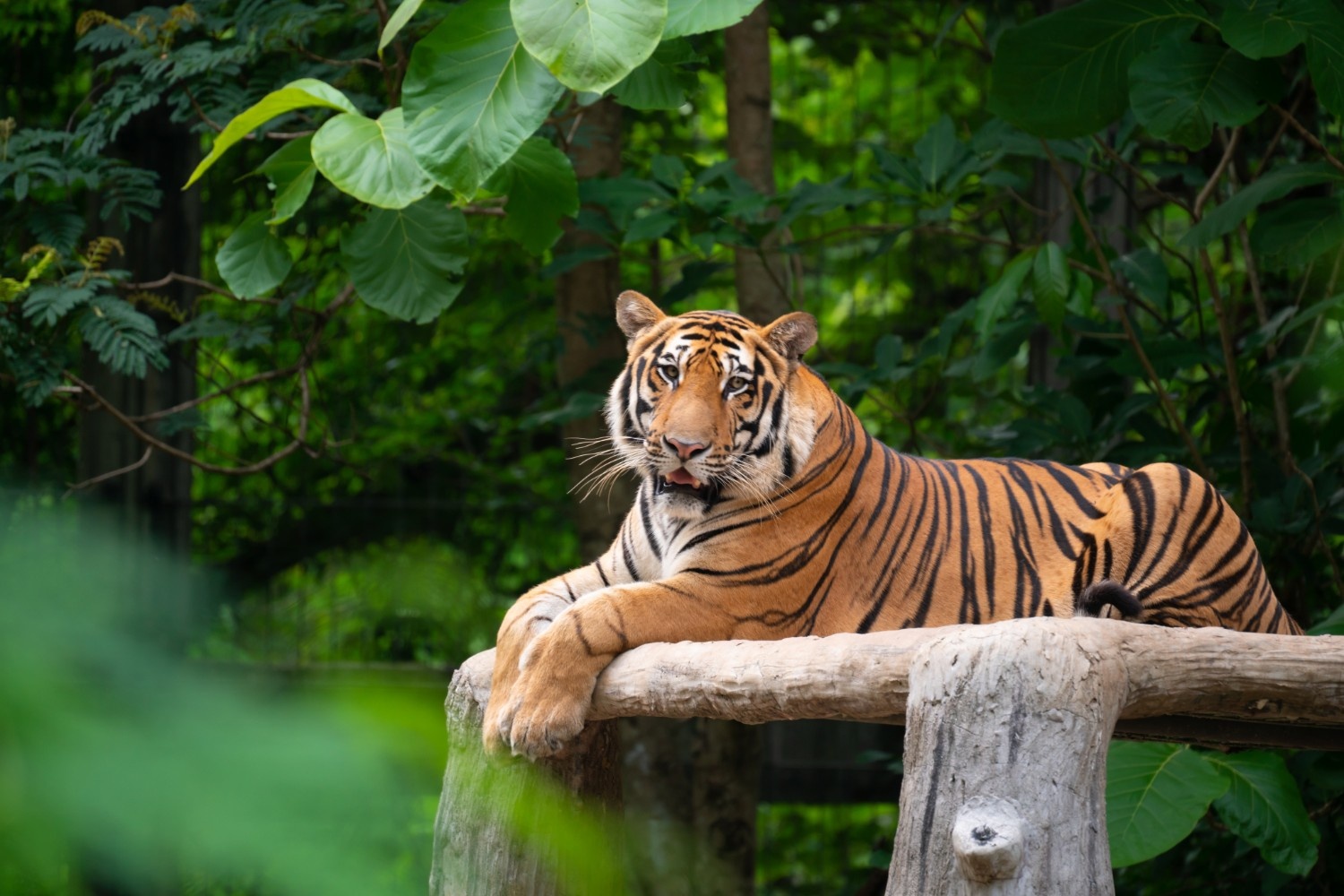 Jim Corbett Bengal Tiger Safari